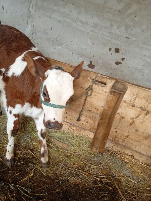 Vând vițel bălțat romanesc
