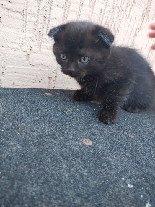 Продам котят вислоухих