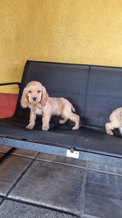 Кучета кокер шпаньол