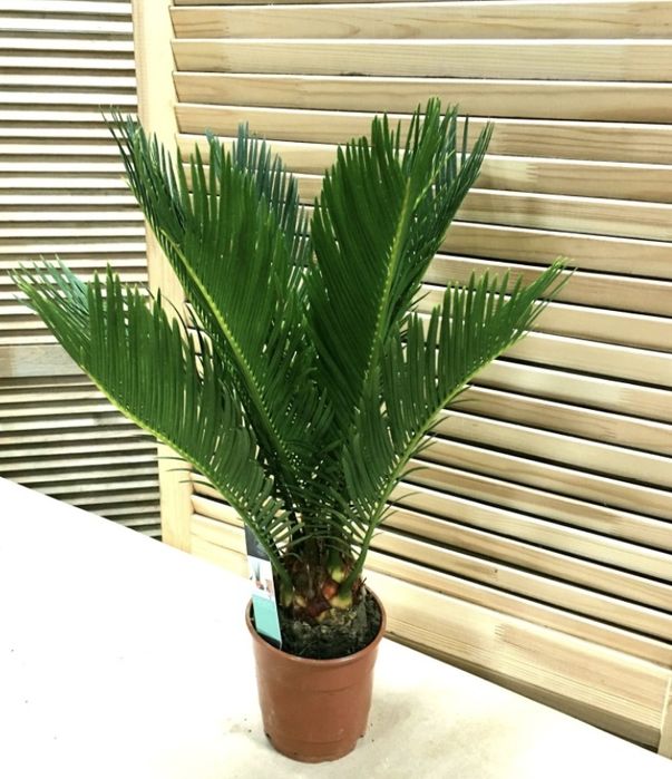 Цикас комнатный цветок