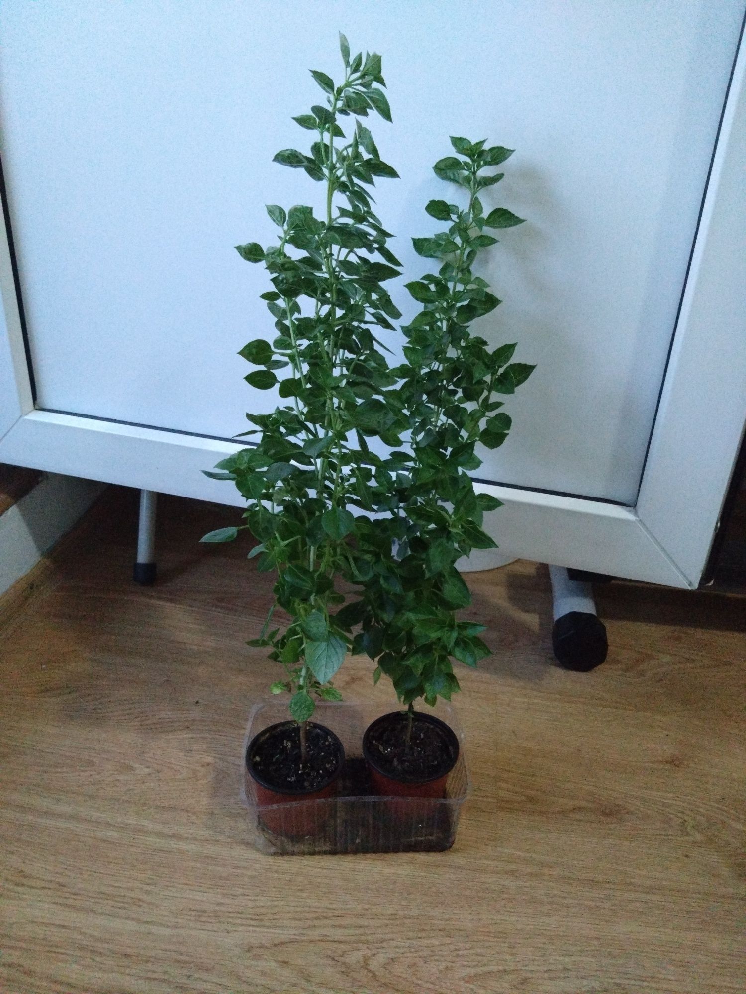 Oferta Busuioc grecesc deosebit bogat înălțime 60 centimetri