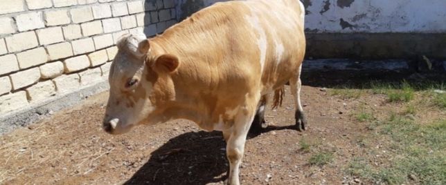 Продам телят коров бычков бузау голштын бело головый