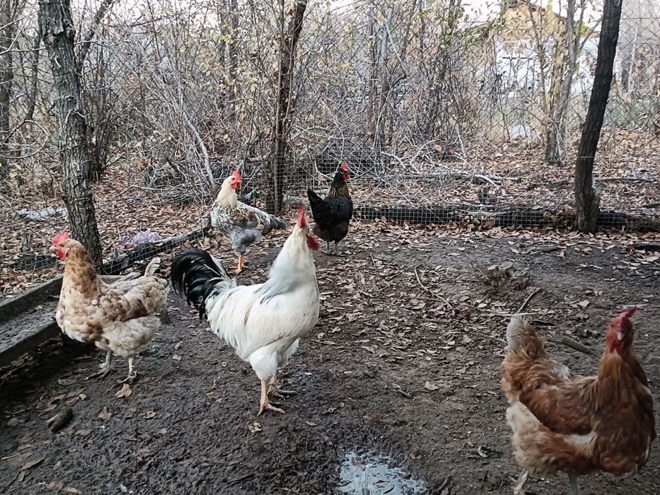 Үй тауықтары сатылады