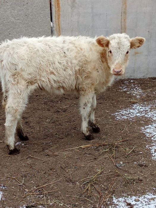 Продам телку подсосный