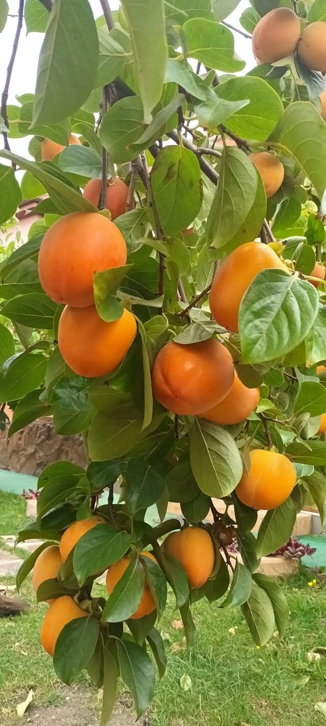 Kaki soiul Tipo la ghiveci anul 4