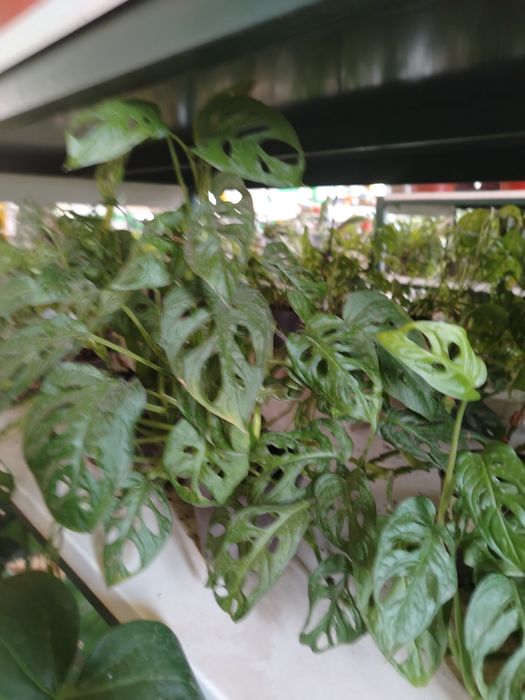 Монстера (Машка)