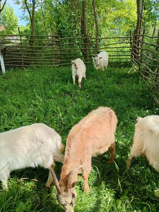 Vând capre  de lapte