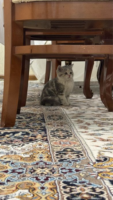 Шотландский страйт котятки