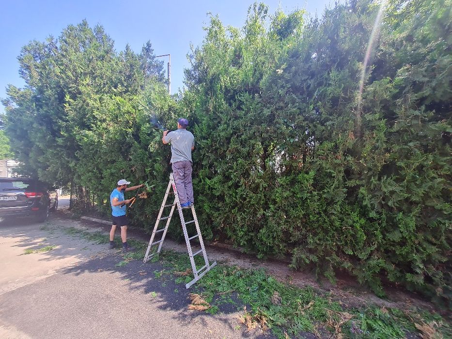 Amenajari curti si spatii verzi
