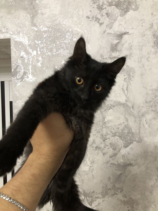 котенок в хорошие руки))