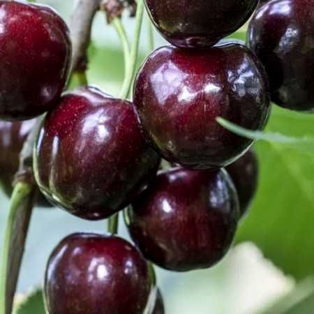 Pomi fructiferi si vita de vie