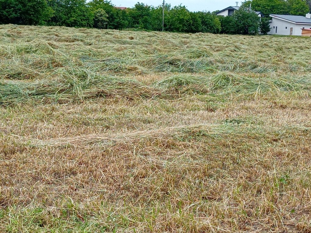 Lucerna prima coasa