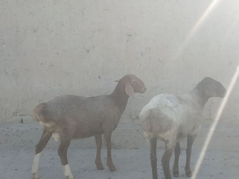 Qo'ylar sotiladi