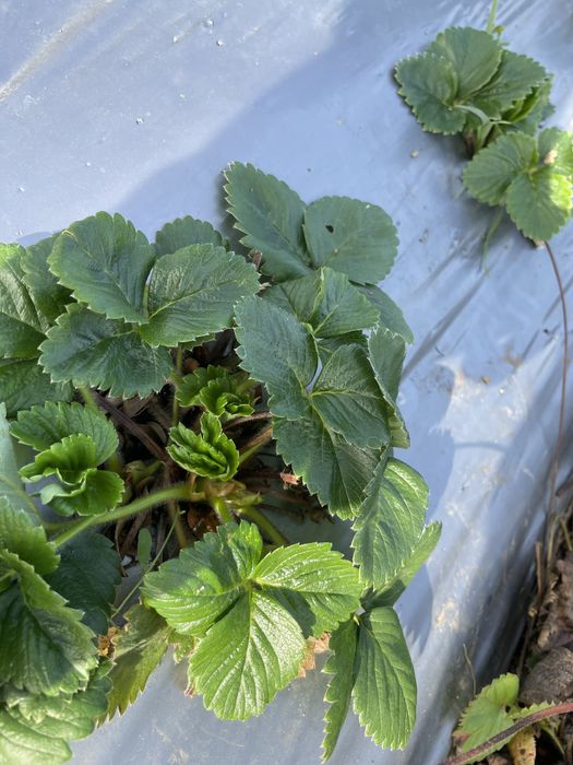 Продавам разсад ягоди