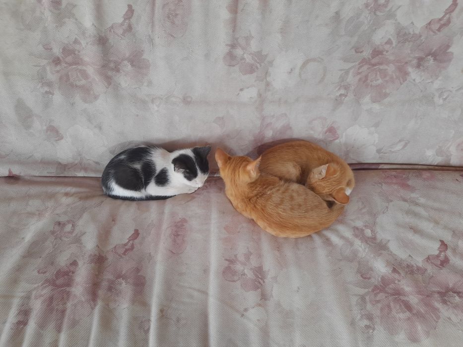 3 ta mushuk xadiyaga beriladi