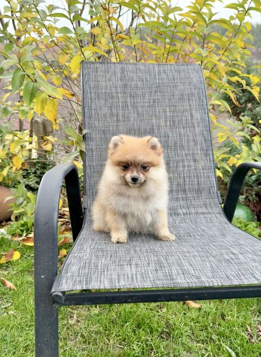 Померан момиче със втора ваксина.Померанче