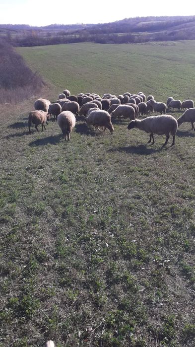 Turma de oi de vanzare