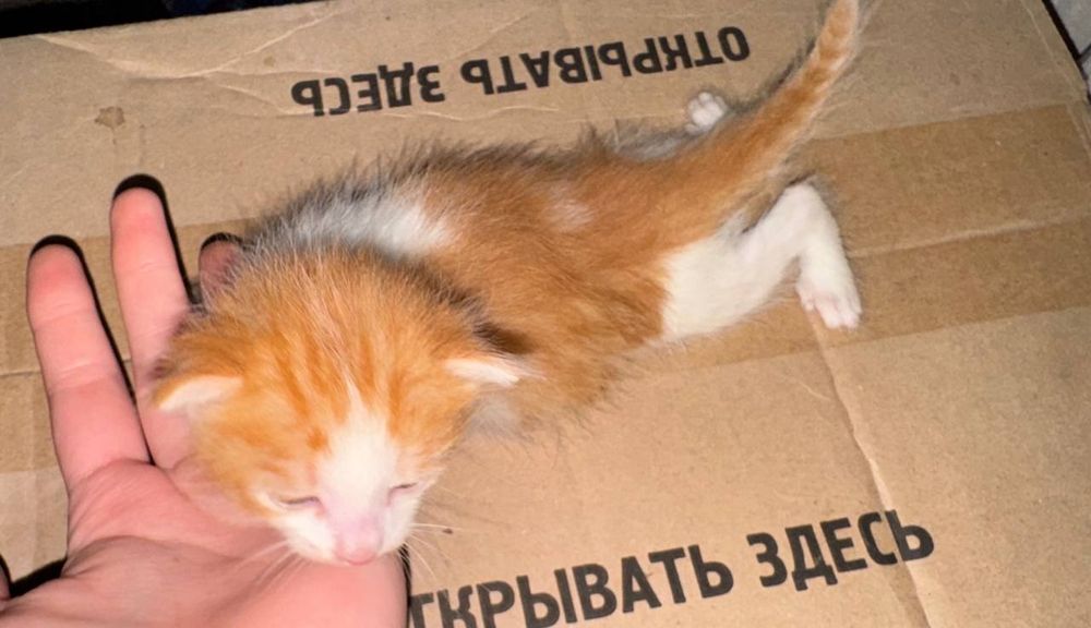 Отдам котят, в хорошие руки, бесплатно