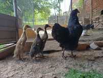 Boboci rate indiene. Rate alergatoare