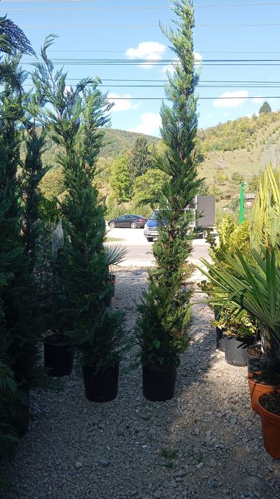 Plante ornamentale decorative