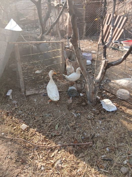 Продаётся индаутка и утка