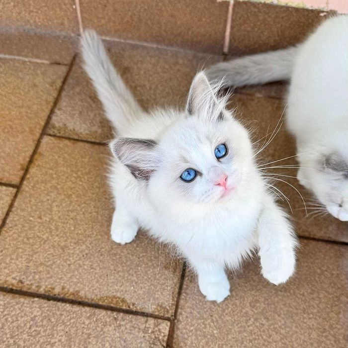 Рагдол котенца на 3 м. търсят своите нови семейства. Ragdoll kittens.