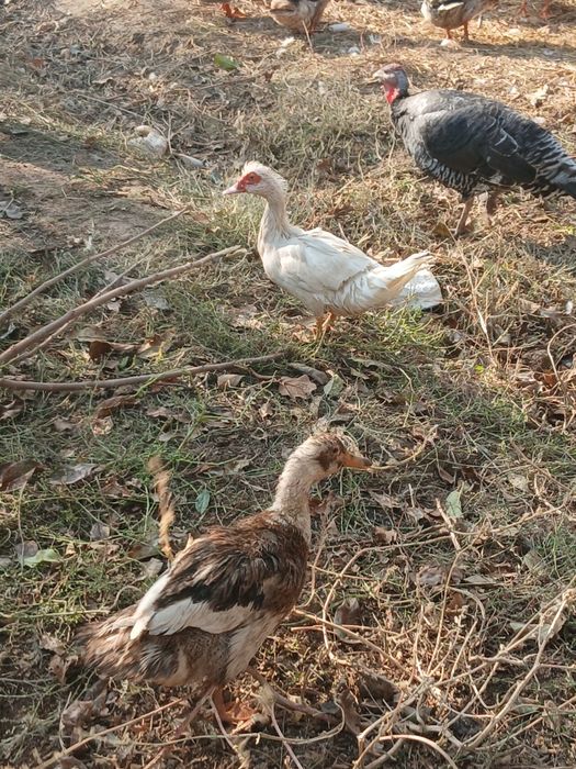 Продаётся индаутка и утка