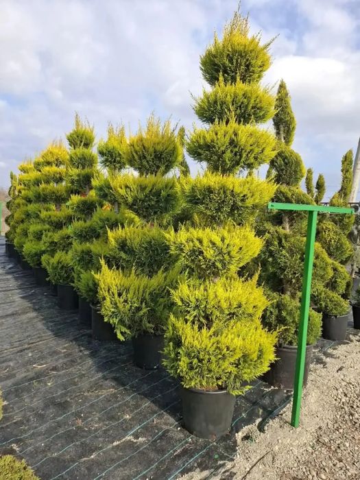 Vând plante ornamentale de înaltă calitate