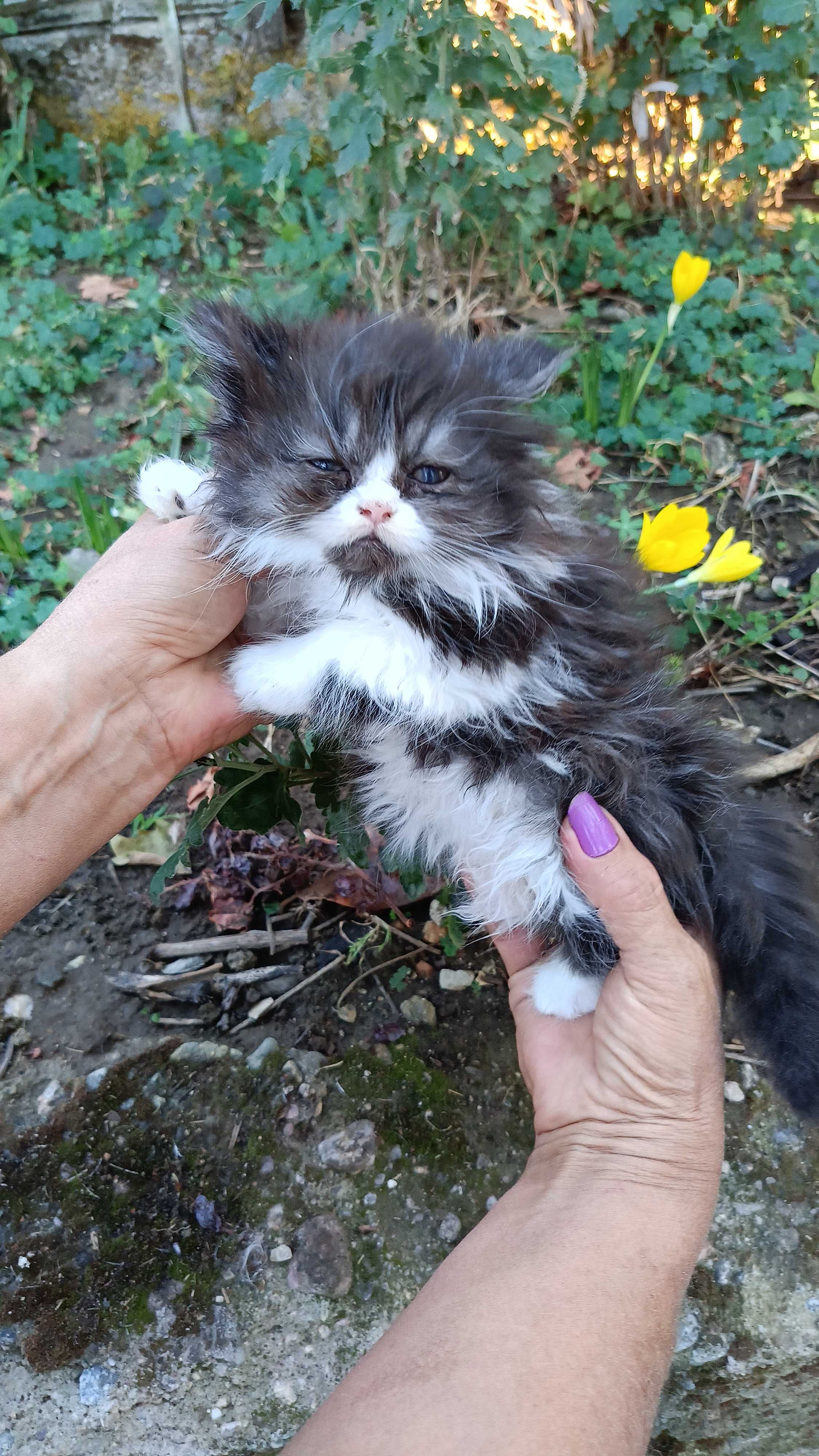 Чистокръвни персийски котета