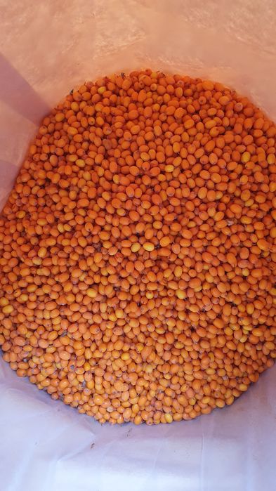 Catina  Pascani Bio Mara  calitate Premium