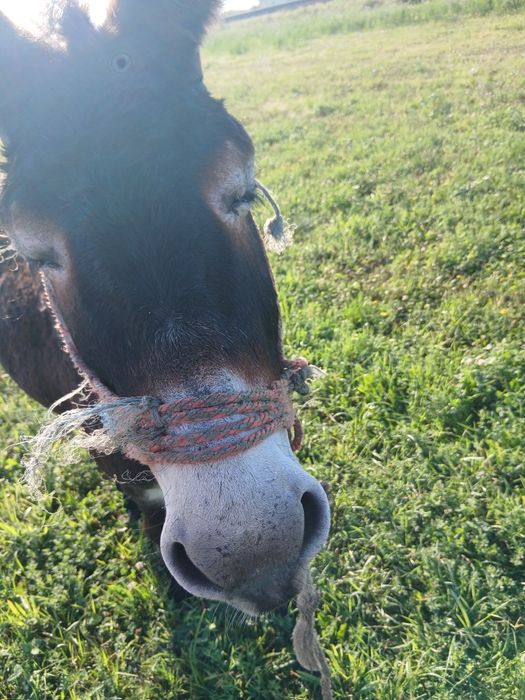 De vânzare un magar