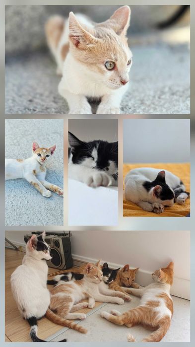 Pisoi adorabili caută familie!