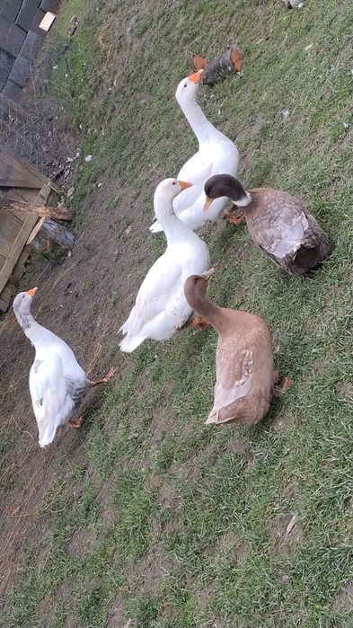 Disponibile 3 gâște