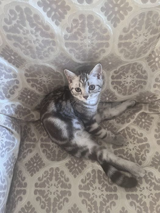 Скоттиш страйт кот
