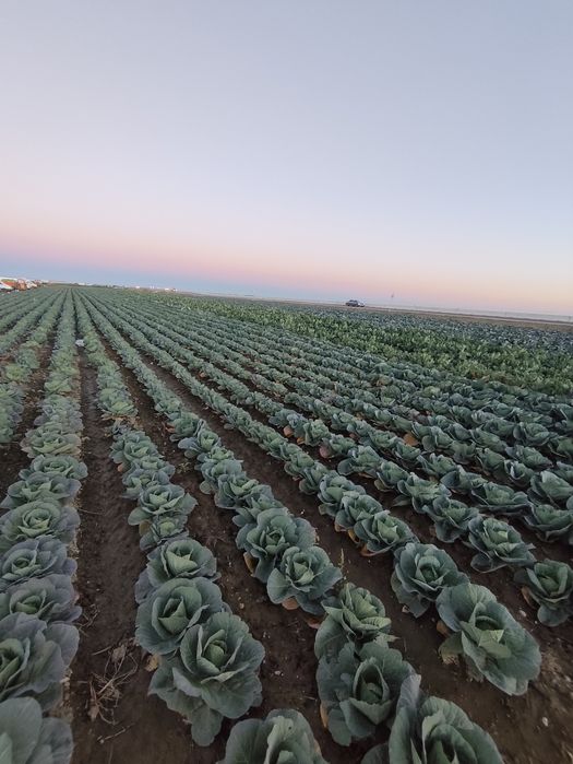 Прясно и крехко зеле Кьосе