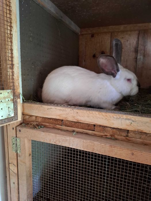 Uriaș de Transilvania