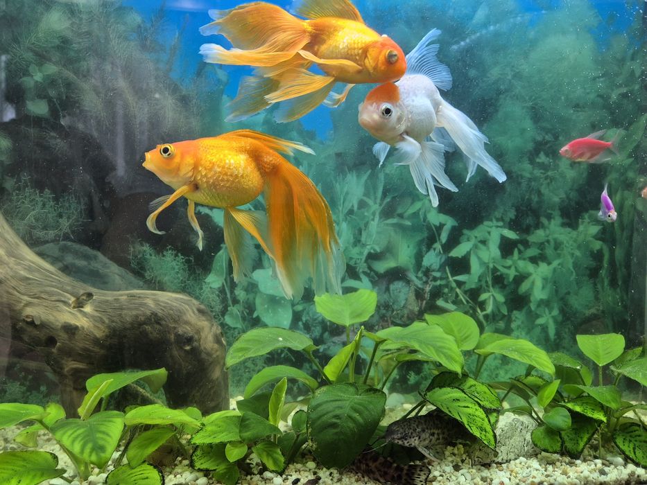 Аквариум на 180 л