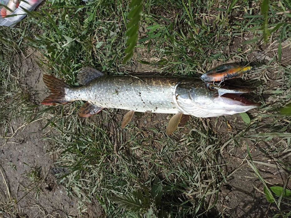 Ръчно изработен джърк модел Bilbo ,цвят /слънчевка/за риболов на щуки