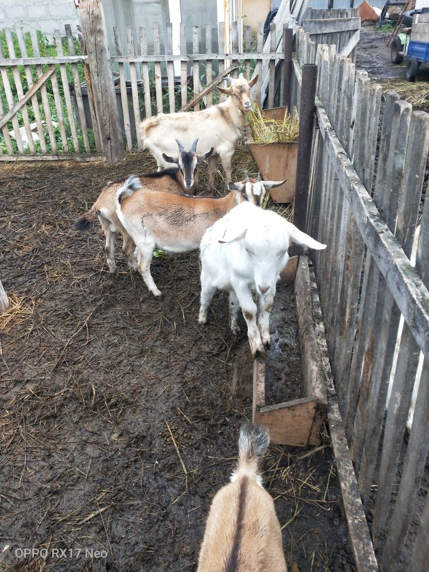 Продам дойных коз и козлят чистокровной альпийской породы
