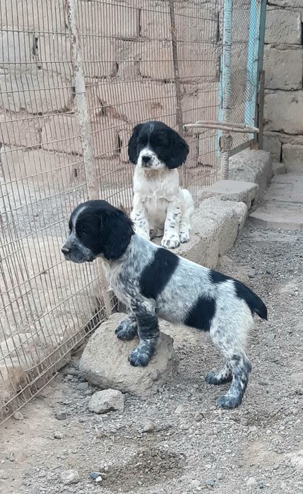 Рус кокер спаниель овчи ит болалари сотилади .