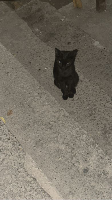 Кошка ищет дом!!