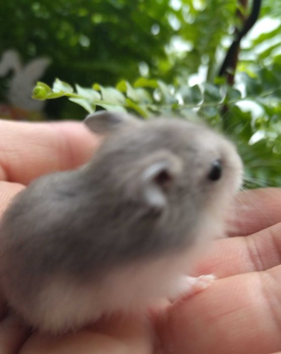 Animale de companie hamster pitic pui foarte blânzi gri deschis