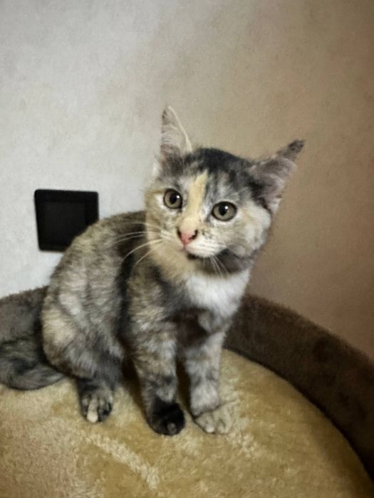 Отдадим котенка в хорошие руки