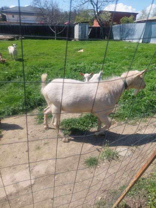 Țap saasen de prăsilă