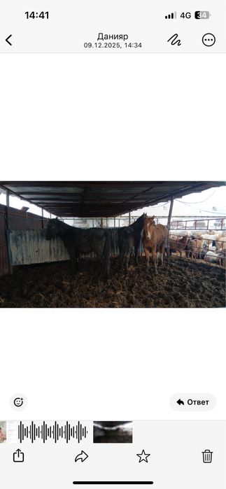 Продам на за соғым тай