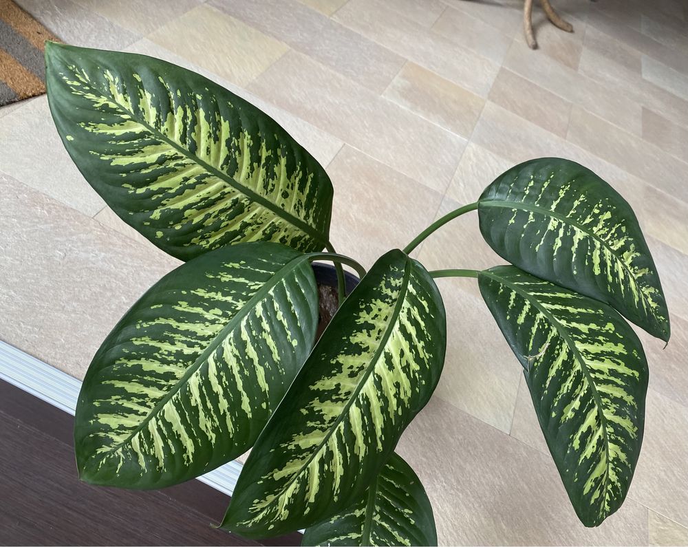 Planta cu frunze verzi Dieffenbachia, purifica aerul