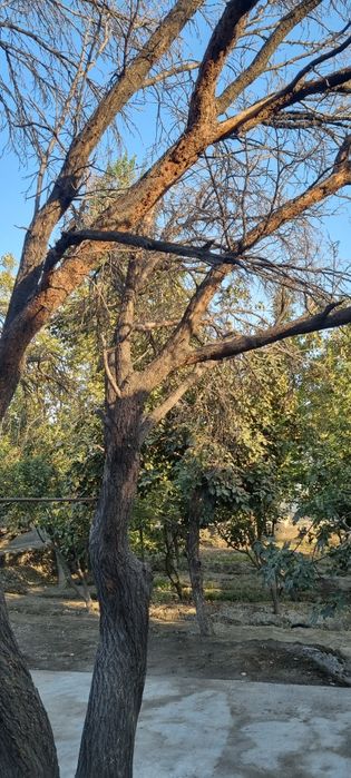 O'rik o'tin sotiladi