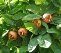 Pomi Fructiferi Deosebiți (Mosmon )