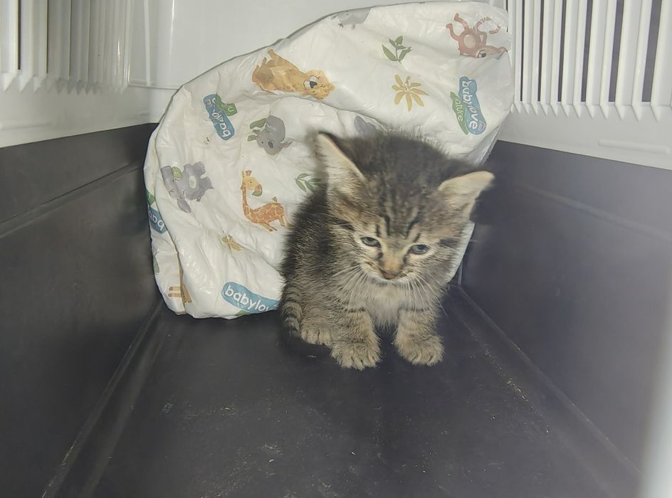 Спасяването беше почти невъзможно, сега търси дом