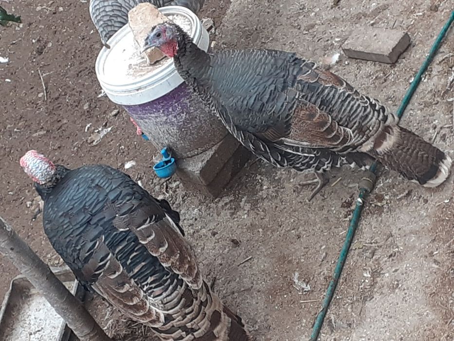 Vând curcani tineri crescuți în sistem gospodaresc